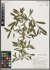 Foto von Salix purpurea L.